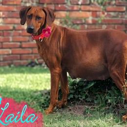 Laila - Rhodesian Ridgeback