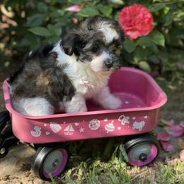 Morkie and Yorkshire Terrier Puppies from Jewels Yorkshire’s