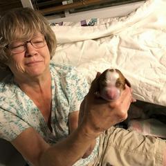 Welsh Springer Spaniel Puppies from KayCee’s Welsh Springer Spainels