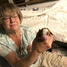 Welsh Springer Spaniel Puppies from KayCee’s Welsh Springer Spainels
