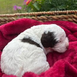 Reagan - Brown and white female Cockapoo puppy in Egg Harbor City, New Jersey from Grace Given Cockapoos (GGC)