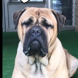Prim - Bullmastiff