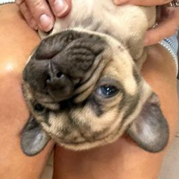 Frank - Fawn male French Bulldog puppy in Billings, Montana from Yellowstone Frenchies