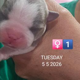 1st born Girl 1 - Blue female Boston Terrier puppy in Versailles, Indiana from Benhams Bostons