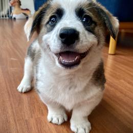 Sporty Mix puppies from MB Acres Corgis