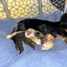 Dachshund Puppies from Monica’s Treasured Dachshunds