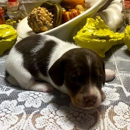 MILO - Piebald male Dachshund puppy in Elizabethtown, Kentucky from Teeny Tiny Puppy Tails