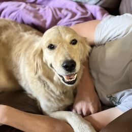 Cavalier King Charles Spaniel and Golden Retriever Puppies from Country Goldens and Mountain Top Cavaliers