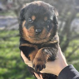 Male 1 Vom Jager Haus - Black and mahogany male Rottweiler puppy in Reynoldsburg, Ohio from Vom Jager Haus Rottweilers