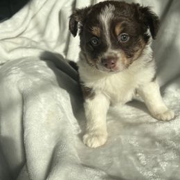 Miniature Australian Shepherd Puppies from Amberwood DD Aussies