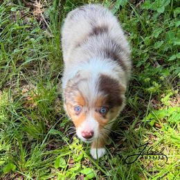 Heather - Red merle female Toy Australian Shepherd puppy in Lumberton, Mississippi from Talowah Aussies