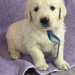 Male - Light golden male Golden Retriever puppy in Tacoma, Washington from Canyon Meadows Farm