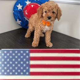 Orange Heart - Apricot male Goldendoodle puppy in Germantown, Maryland from Honey Blossom Doodles