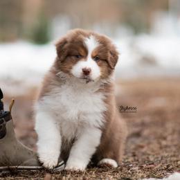 Venellope - Red tri-color female Australian Shepherd puppy in Woodford, Virginia from Skyborne Australian Shepherds