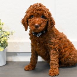 Bernedoodle and Goldendoodle Puppies from Sun Valley Goldendoodles