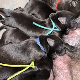 Labrador Retriever Puppies from Brad Gross