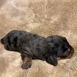 Akc boy 1 - Dapple male Dachshund puppy in Yuma, Arizona from M's puppy love