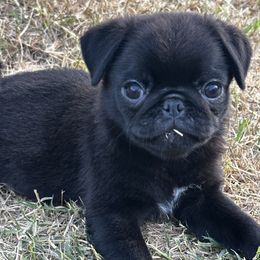 Pug Puppies from Harmony Pugs