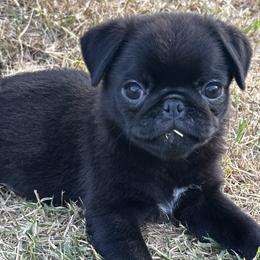 Pug Puppies from Harmony Pugs