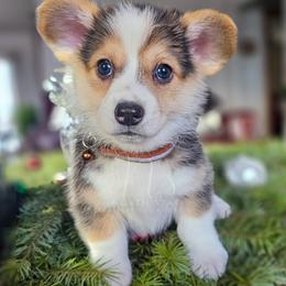 Tamarack - Black and tan male Pembroke Welsh Corgi puppy in Fortine, Montana from North Star Pembroke Welsh Corgi's