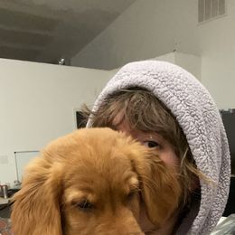 Golden Retriever Puppies from Elm Hollow Golden Retreivers