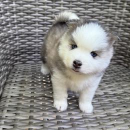 Tybalt - Tri-color male Pomsky puppy in Winchendon, Massachusetts from Mountain View Pomskies