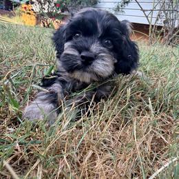 Stevie with training - Merle male Cockapoo puppy in Boonville, North Carolina from Doods & Dolls