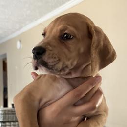 Yellow collar - Merle female Great Dane puppy in Loris, South Carolina from Days Danes