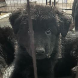 Big Mike - Black male German Shepherd puppy in Geauga County, Ohio from Lux GSD
