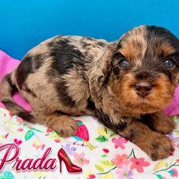 Prada - Merle female Cavapoo puppy in Cameron, South Carolina from Sassy Sailor & Company