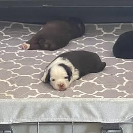 Boy 4 - Toy Australian Shepherd puppy in Clarendon, Texas from Seminole Ranches - Toy/Mini Aussies