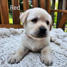 Red collar - Yellow female Labrador Retriever puppy in Mossyrock, Washington from White River Labradors
