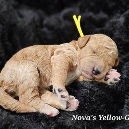 Girl 1 - Apricot female Labradoodle puppy in Payson, Utah from Utah County Labradoodles