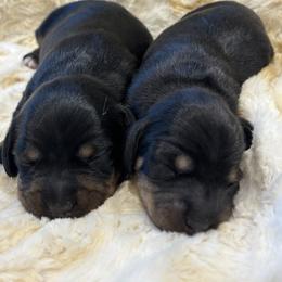 Dachshund puppies from Mountain Farm Dachshunds