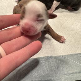 Prancer - Red tri male Toy Australian Shepherd puppy in Menan, Idaho from Teton Toy Aussies