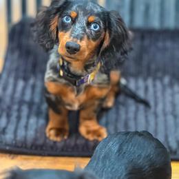 Dunkin - Dachshund