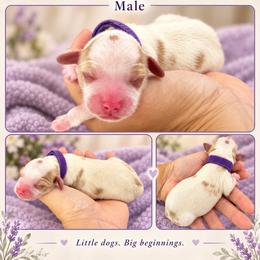 Purple - Red male Cavapoo puppy in Thorndale, Texas from Hattie’s Texas Cavapoos
