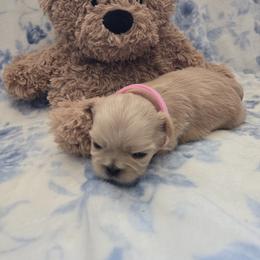 Ash - Gold female Shih Tzu puppy in Surprise, Arizona from Ashlee's Shih Tzus