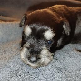Zinnia - Black female Miniature Schnauzer puppy in Atascadero, California from Zion Miniature Schnauzers