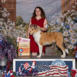 Collie Puppies from Highland Moor Kennel