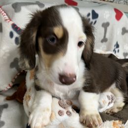 Yellow - Piebald male Dachshund puppy in Cumby, Texas from Dog Daze Ranch