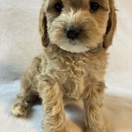 Annabeth - Golden female Cockapoo puppy in Adrian, Oregon from ApplebyFarm