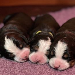 Bernese Mountain Dog Puppies from Must B Buffalo Berners