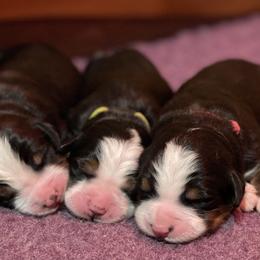 Bernese Mountain Dog Puppies from Must B Buffalo Berners