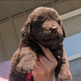 Brown Newfoundland Male 4 RED - Brown male Newfoundland puppy in Burfordville, Missouri from Umfleet Farms
