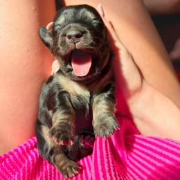 Poppy - Black and cream female Dachshund puppy in Sylvania, Alabama from Yancey’s Doxies