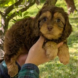 Larry - Brown male Cavapoo puppy in Coshocton, Ohio from Forever Family Puppies