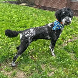 Xander - Poodle