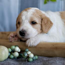 Winnie - Parti female Goldendoodle puppy in Cherry Creek, New York from Doodles Pups of NY