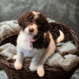 Demi -pink collar - Brown and white female Bernedoodle puppy in Aurora, Colorado from Simply Amazing Doodles